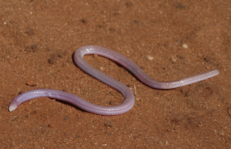 черв'як амфісбенії