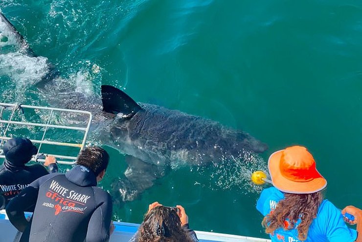 Большая белая акула