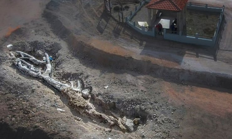 окаменелое дерево, лесбос