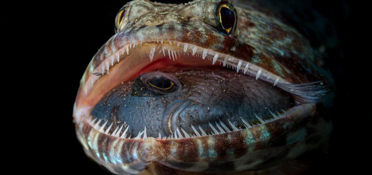 рыба поедает другую