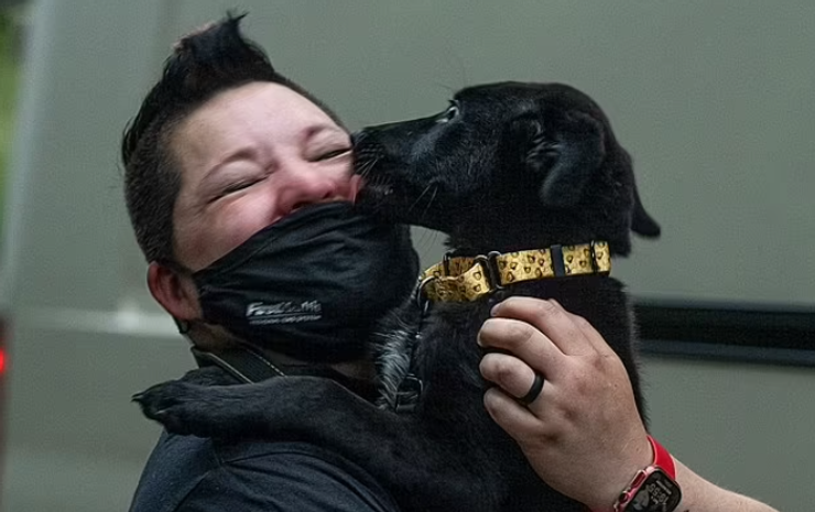 Тварини, порятунок безпритульного собаки, пси, німецька вівчарка, курйози, благодійність, захист тварин, США, фото