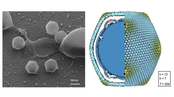 гигантский вирус