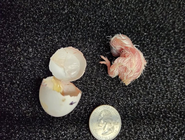 Птенец карликового сокола, зоопарк в США, уникальное существо, зверинец, удивительные истории