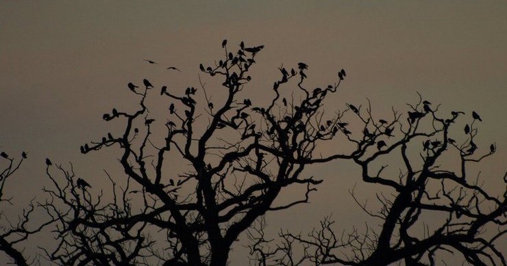 Галки, галка, птицы