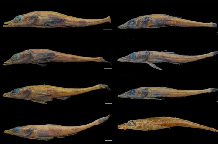 риба-дракон