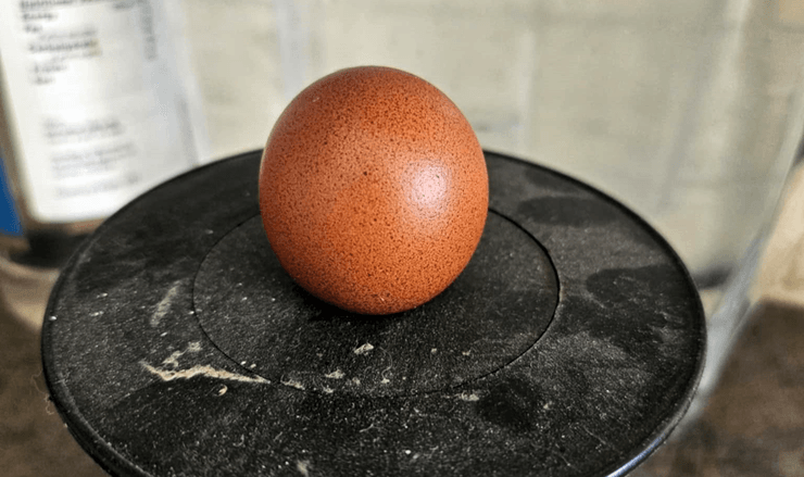 Кругле яйце, рідкісне яйце, яйце одне на мільярд, курка знесла кругле яйце, яйце на аукціоні, курка Джулі, фермерська знахідка