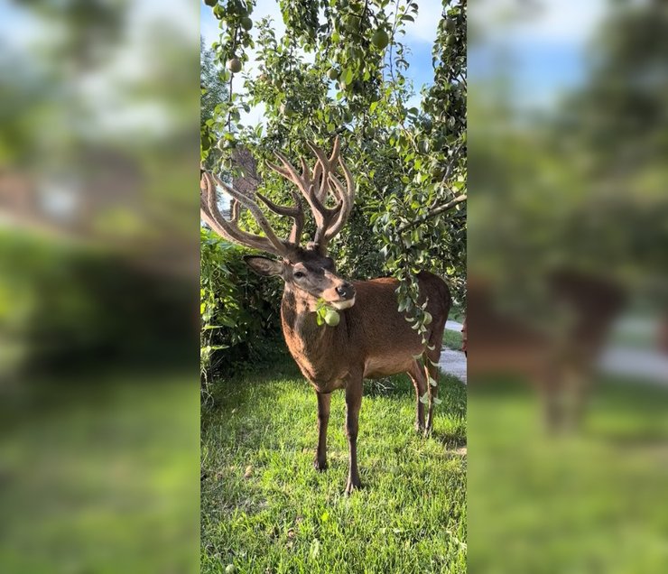 олень Борись