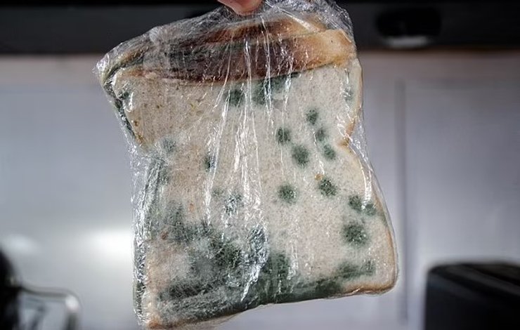 зеленая плесень