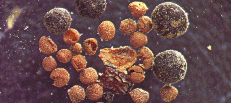 гренландия керн окаменелости