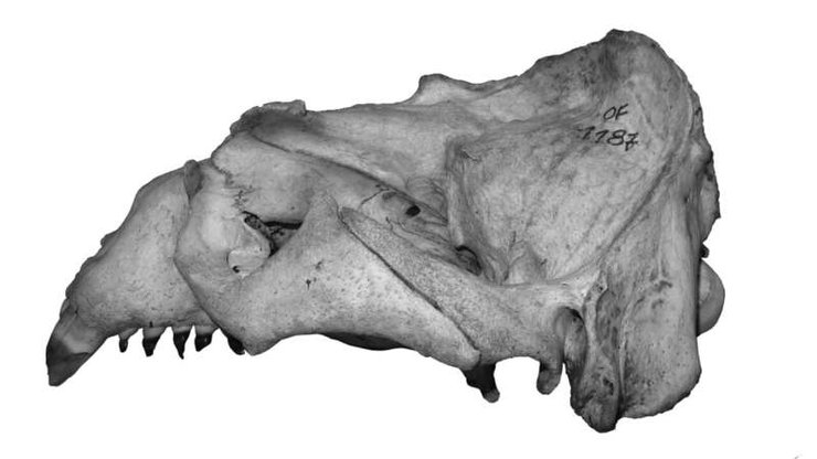 тюлени, морские львы, зубы морских львов