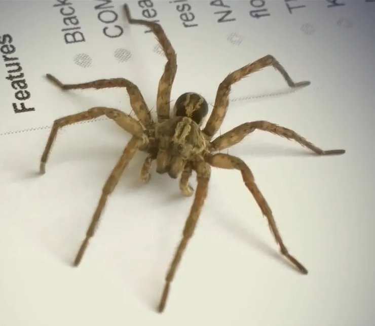 крабовый паук, паук-охотник, паук месяц плыл по морю, паук путешествовал по морю