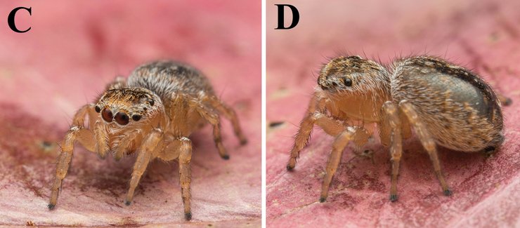 Maratus nemo, павлиньий паук, паук-павлин, австралия, новый вид