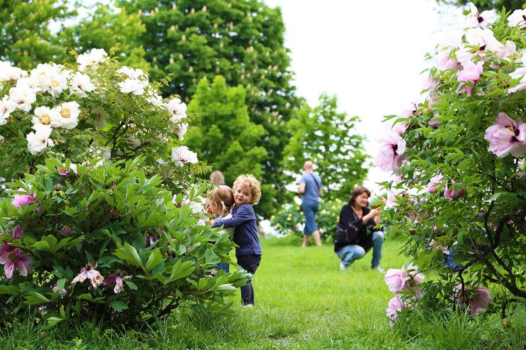 коллекция роз, ботанический сад в Киеве