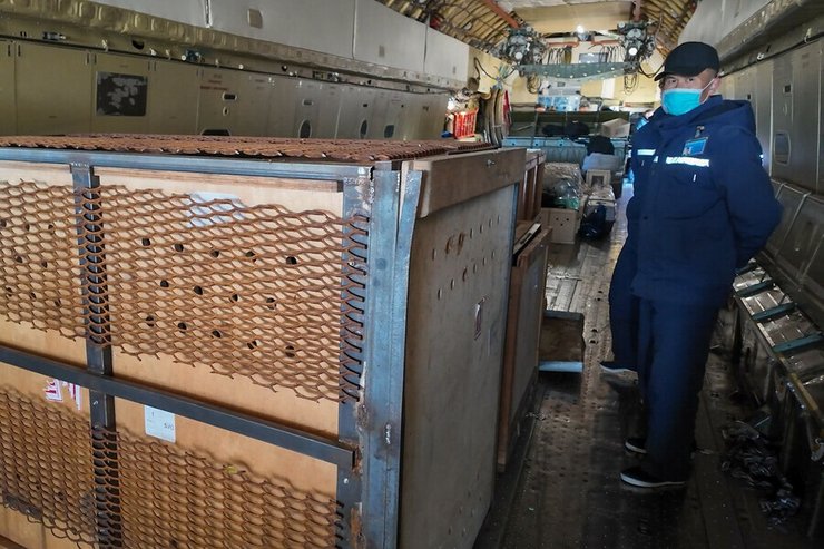 какаду, пхеньян, росія, московський зоопарк