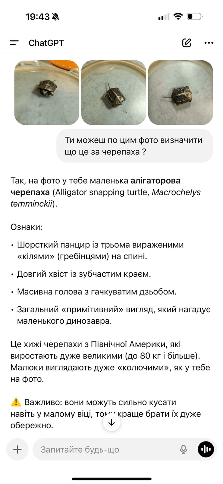 Аллигаторовая черепаха