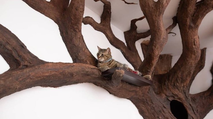 кот, дерево физическая активность