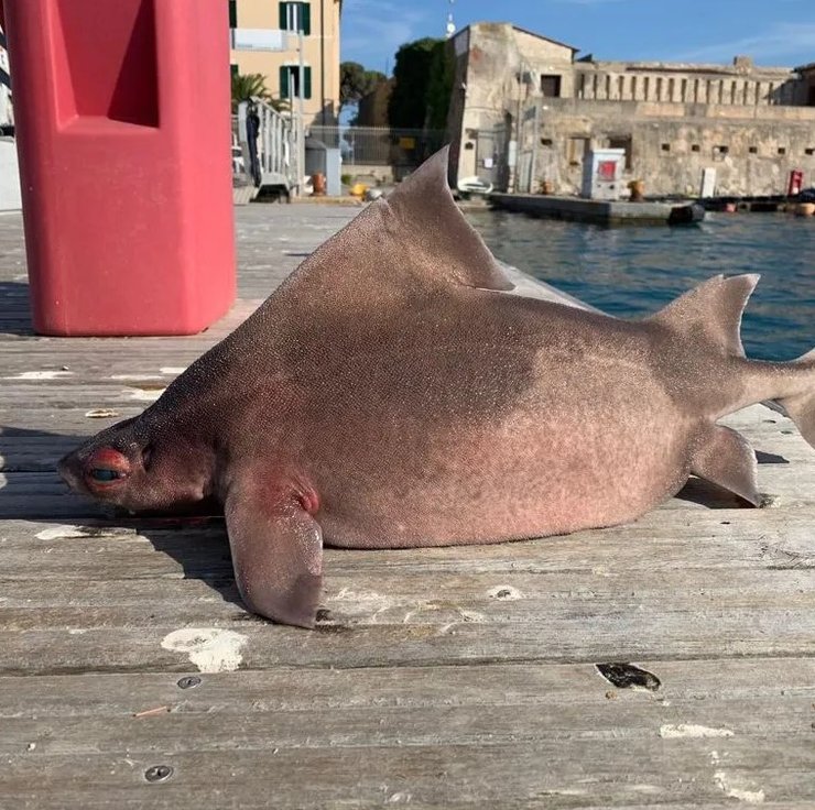 свинья акула