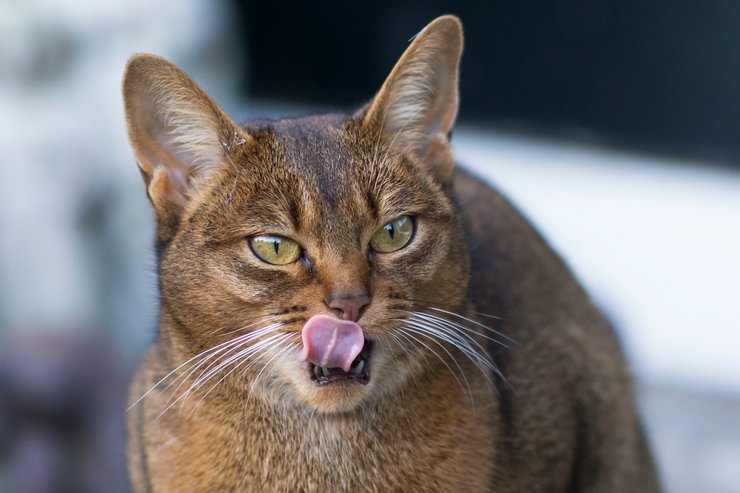 Абиссинская кошка