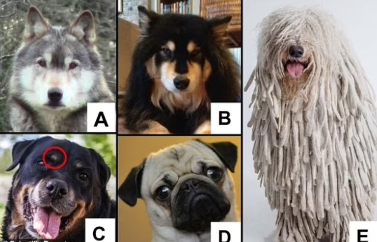 мимика собаки