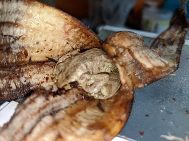 лягушка, бананы