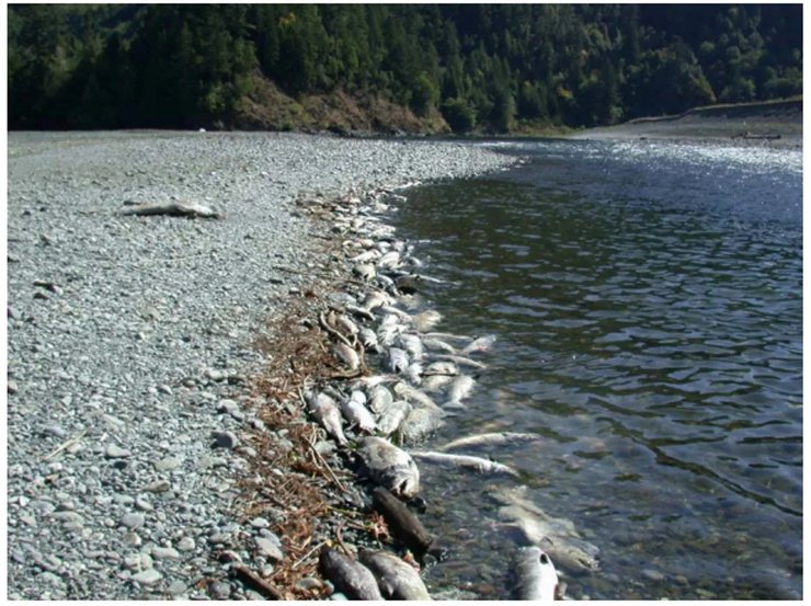 гибель лосося