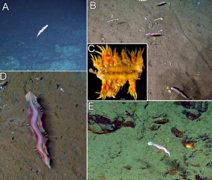 новий вид океан