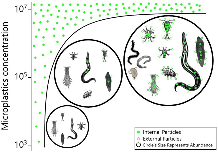 микропластик микроорганизмы
