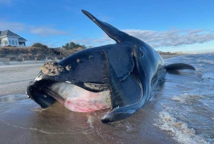 североатлантический кит смерть