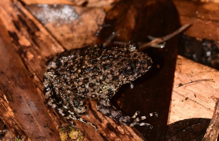 жаба с зубами, жаба новый вид, зубастая жаба новый вид