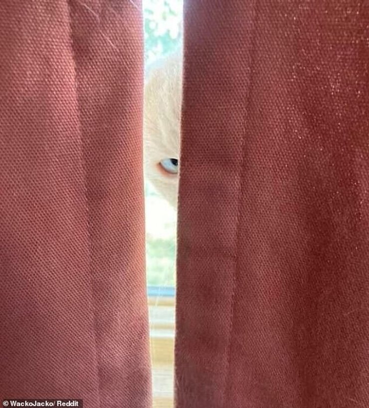 необычные животные, необычные животные фото,