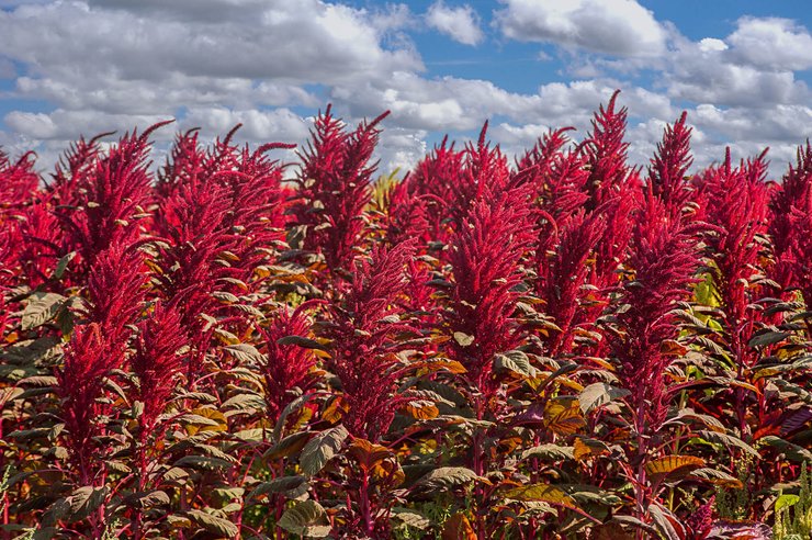 суперфуды, пищевые добавки, продукты для мозга, амарант