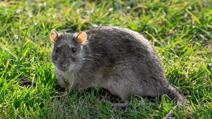 Щур в місті