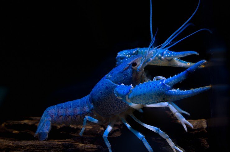 Флоридский синий рак