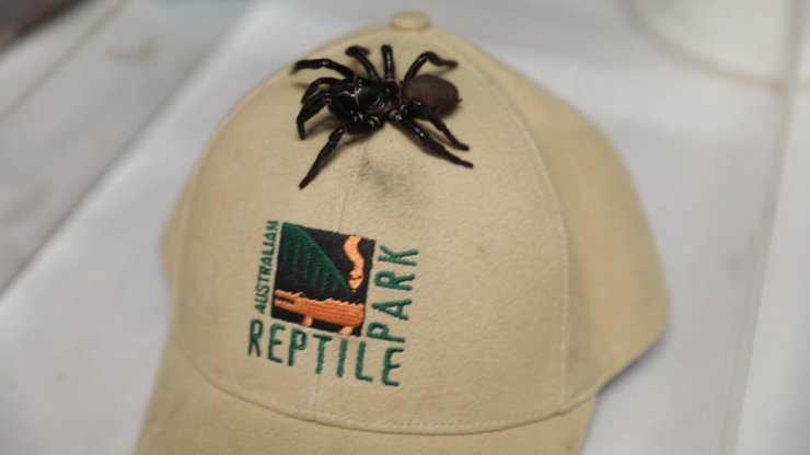 воронковый паук, мегапаук, кепка, снимок