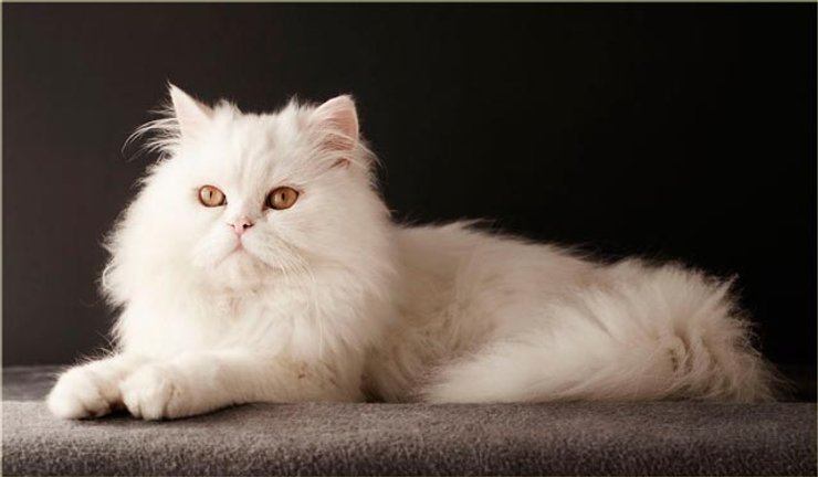 персидская кошка, порода, независимость
