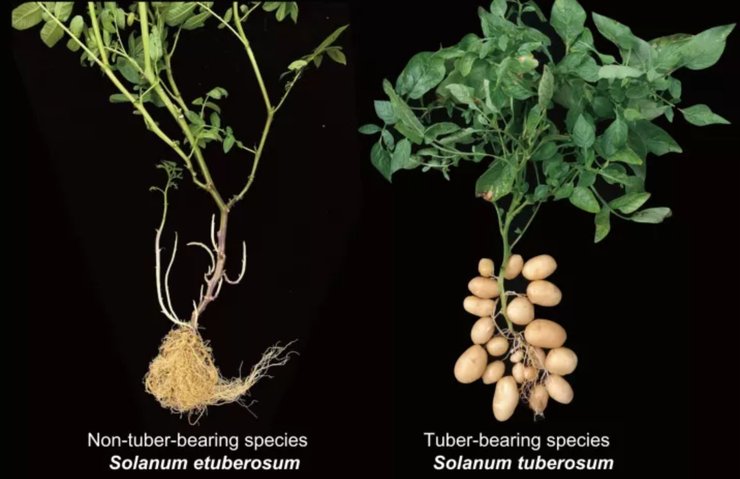 картофель, клубни