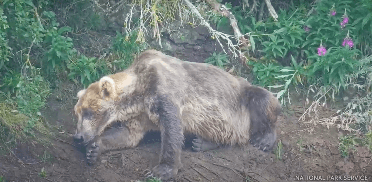 Медведь на реке Брукс