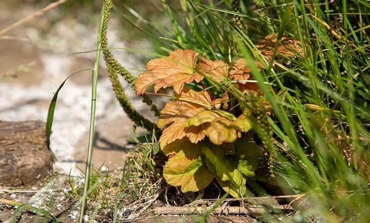 дерево робин гуда побеги