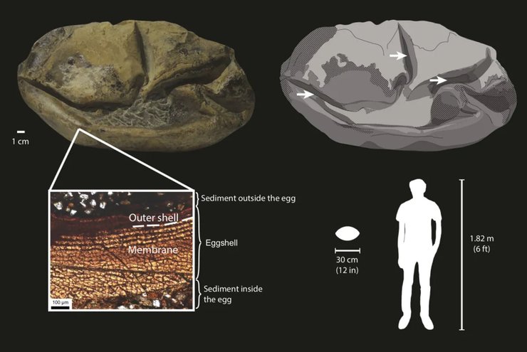 істота яйце антарктида