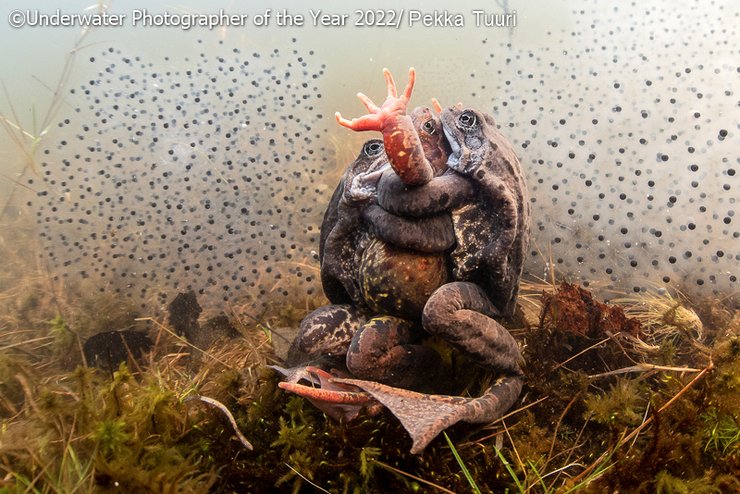 Пекке Туури