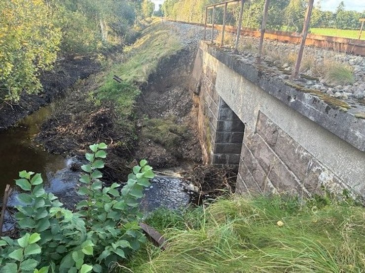 Бобр построил плотину в Дании