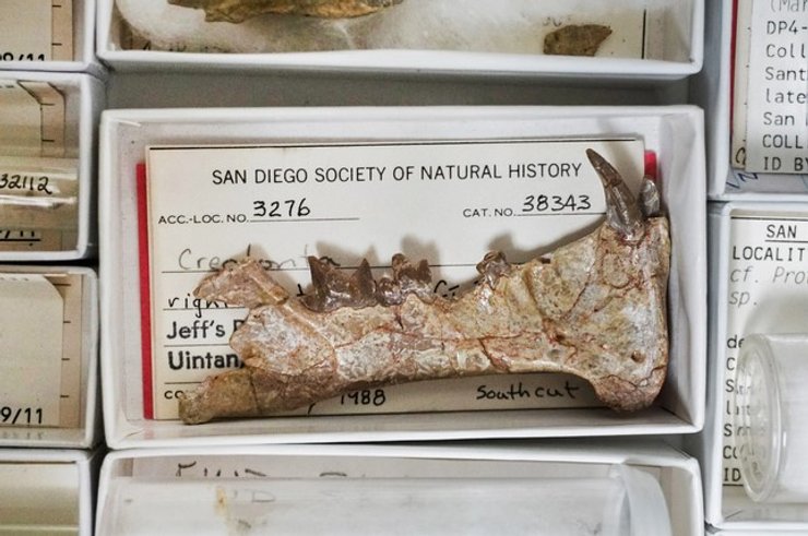 Diegoaelurus vanvalkenburghae, челюсть, окаменелость