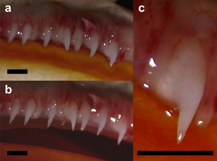 лягушка зубы