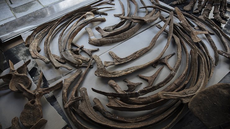 рештки, кістки, зображення