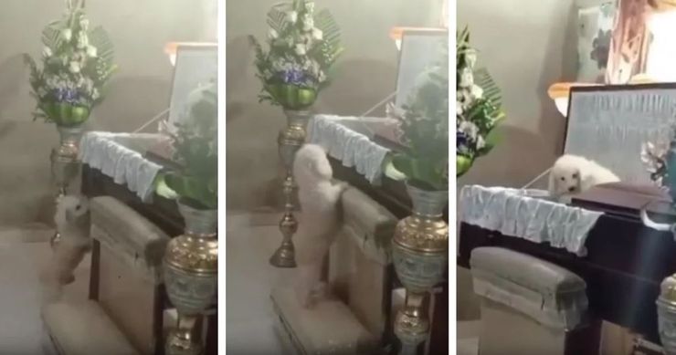 Собака заскочила в гроб к хозяину на похоронах, этот момент растрогал присутствующих, невероятные истории из жизни