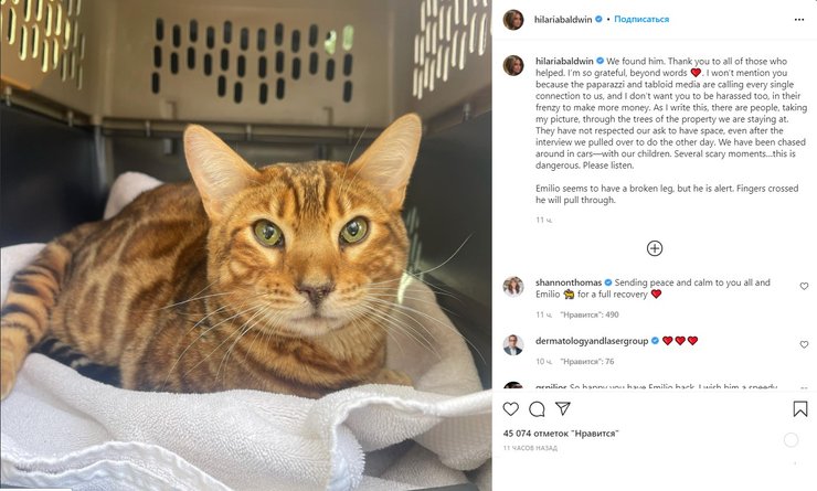 бенгальський кіт