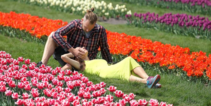 озеленение, проект "Київ квітучий"