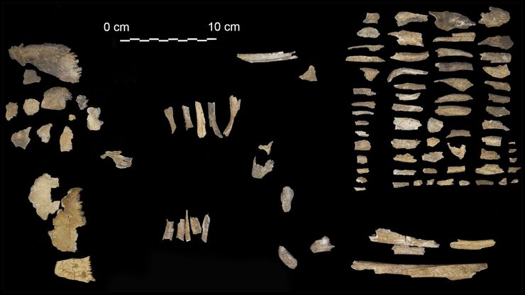 Кости, останки, человеческие кости, кости животных, захоронение