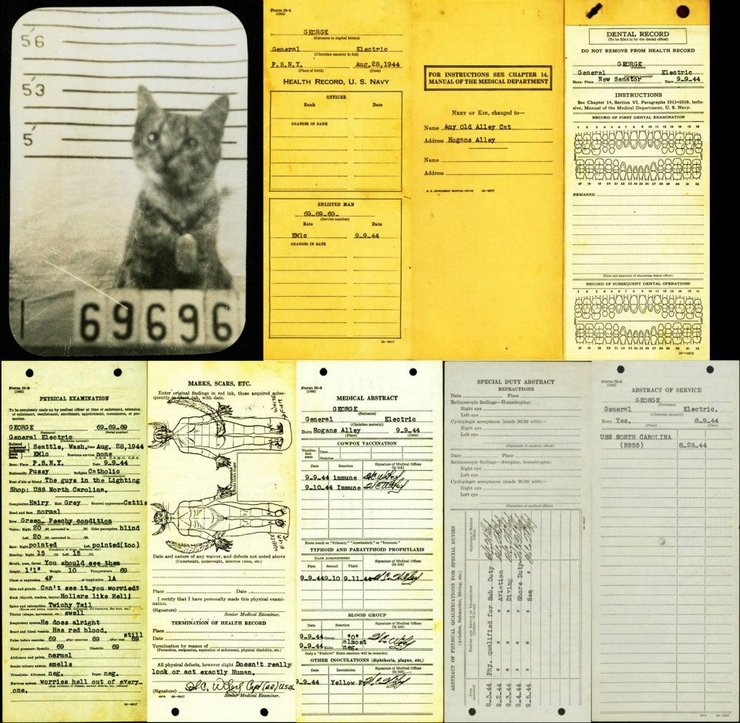 Кот Джордж, коты на кораблях, кот корабль