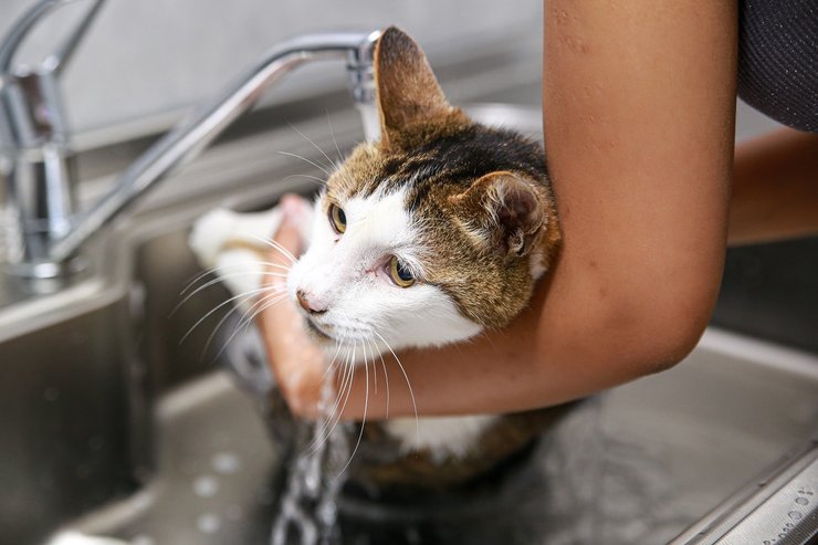 кошка купание